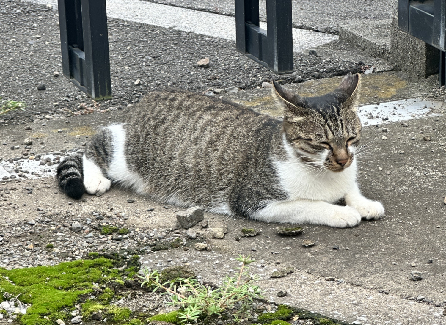 タマちゃん